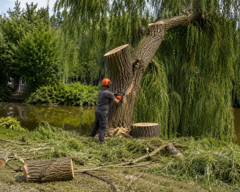 Hickory Tree Removal in Pottstown, PA